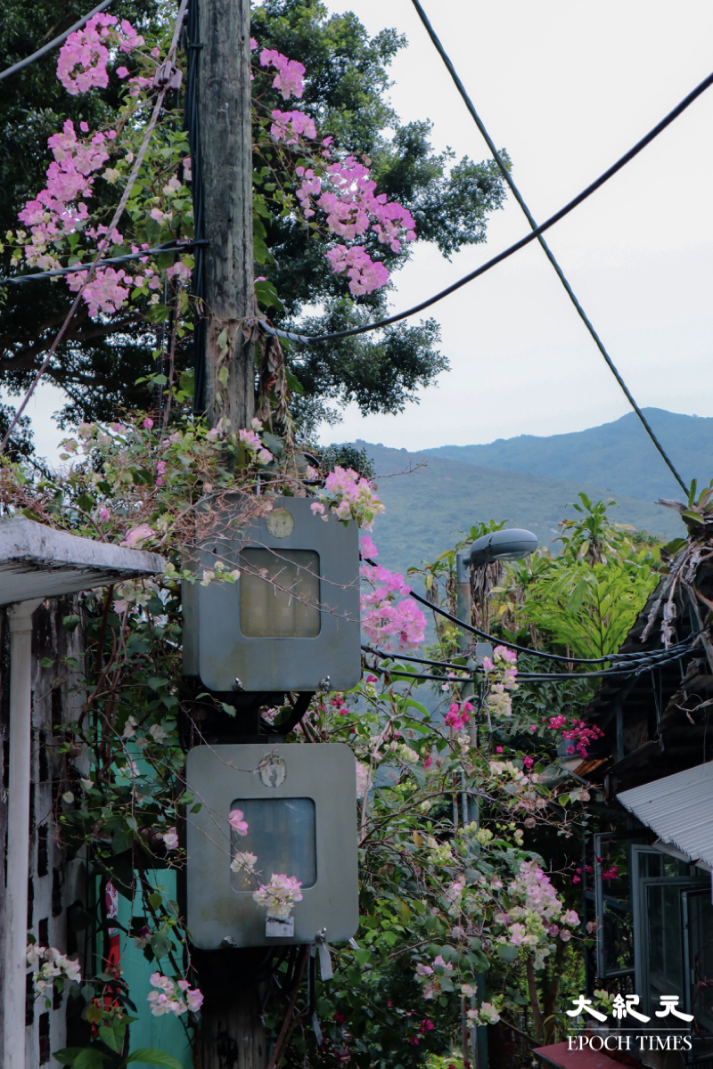 現在這段時間拜訪光板田村，沿路佈滿了粉紅色的簕杜鵑。（樂樂／大紀元）