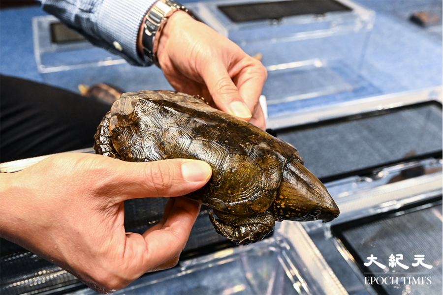 31隻瀕危龜隻疑被私藏  漁護署聯合警方拘兩男子