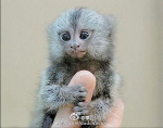 世界珍稀動物拇指猴 成大陸新年新寵