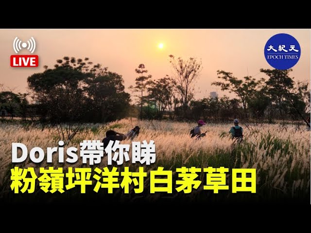 【5.20直播】Doris 帶你睇：粉嶺坪洋村白茅草田