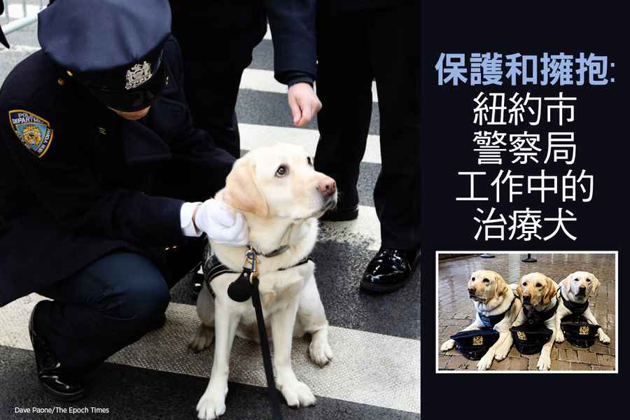 保護和擁抱：紐約市警察局工作中的治療犬