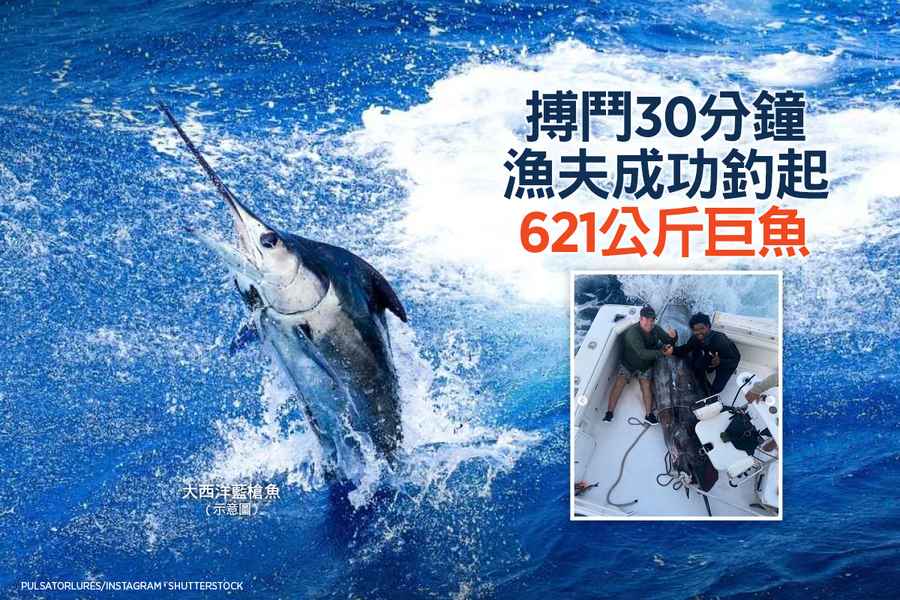 搏鬥30分鐘 漁夫成功釣起621公斤巨魚