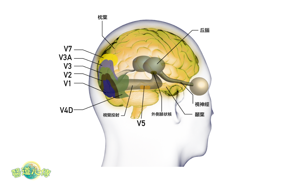 視覺皮質的各區域。（醫道心傳製作組製圖）