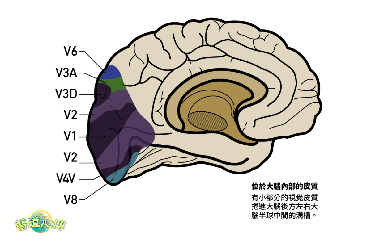 視覺皮質的各區域。（醫道心傳製作組製圖）