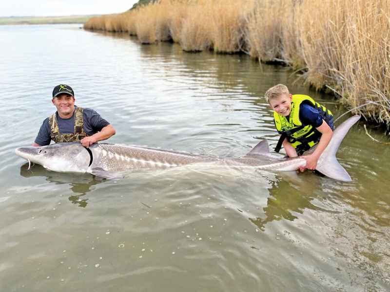 12歲男童捕獲近3米長鱘魚 拍照後放生