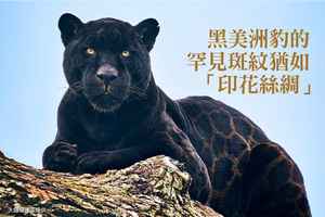 【圖輯】黑美洲豹的罕見斑紋猶如「印花絲綢」