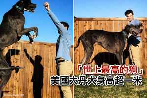 「世上最高的狗」美國大丹犬身高超一米