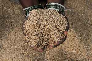 分析：全球糧價飆升 下個漲價會是大米？