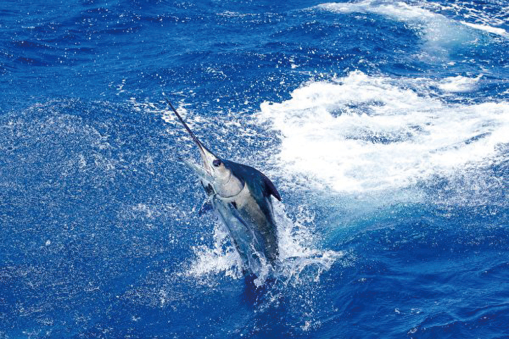 此為大西洋藍槍魚示意圖。（Shutterstock）
