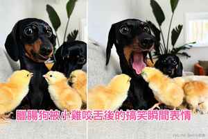 【圖輯】臘腸狗被小雞咬舌後的搞笑瞬間表情