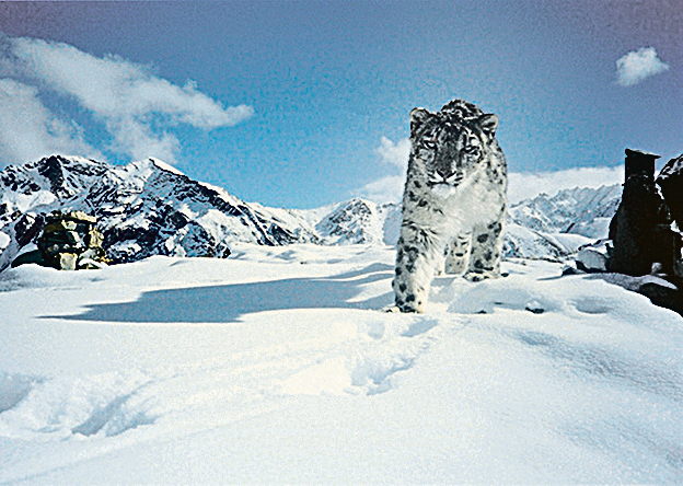 罕見雪豹現身喜馬拉雅山脈