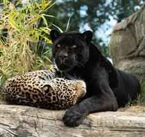 黑美洲豹的罕見斑紋 猶如「印花絲綢」