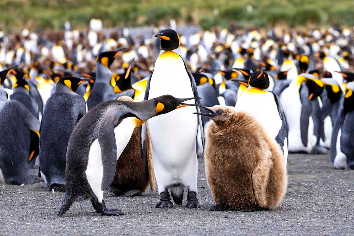 Celia曾到訪南極，拍攝出唯美的企鵝畫面。（Celia提供）