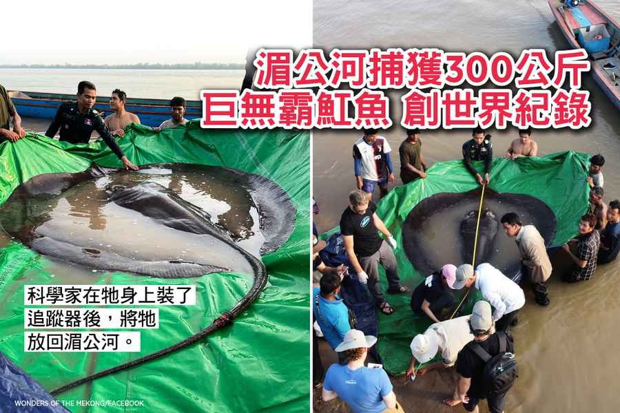 湄公河捕獲300公斤巨無霸魟魚 創世界紀錄