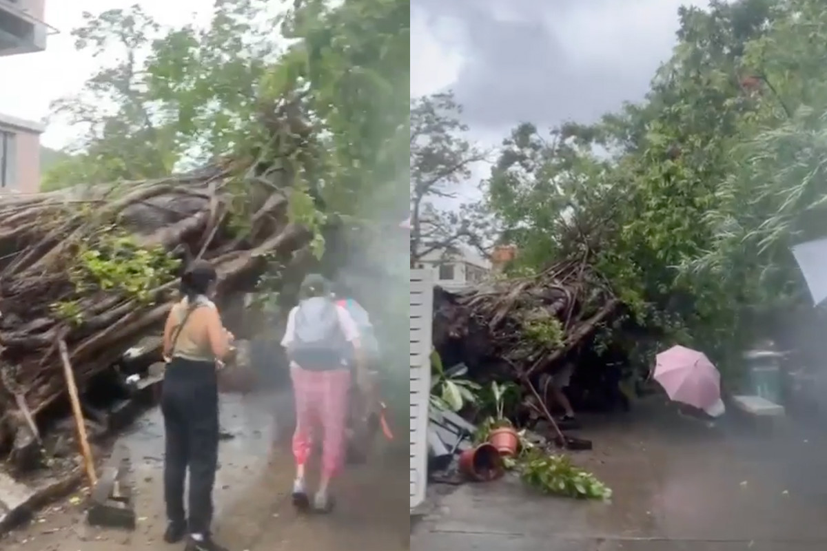 南丫島榕樹灣有大樹倒塌。（香港突發事故報料區Facebook片段截圖）