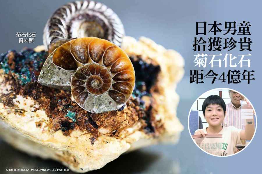 日本11歲男童拾獲珍貴菊石化石 距今4億年