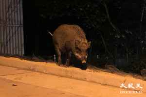 政府擬修例擴大「禁餵區」至全港 就非法餵飼野生動物引入定額罰款5,000元（影片）