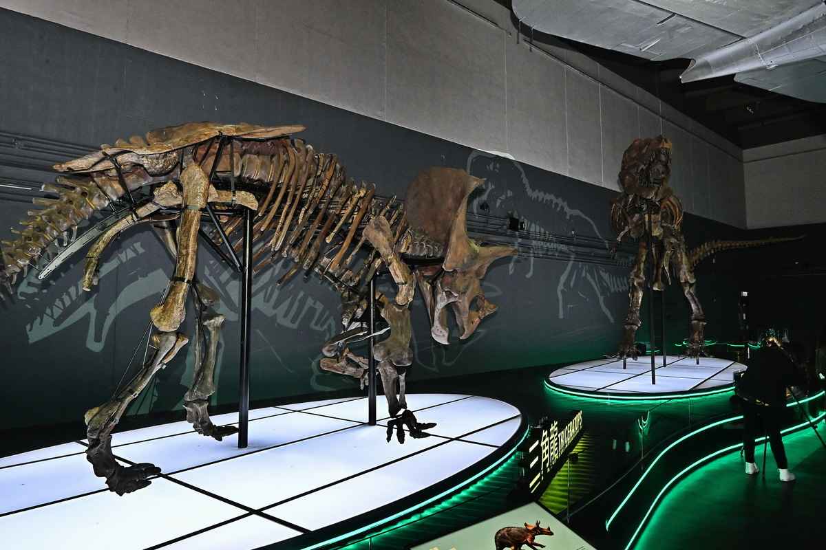 今次展覽搜羅8組極具名氣和代表性的恐龍物種，包括珍貴的化石真品、高完整度的化石骨架。