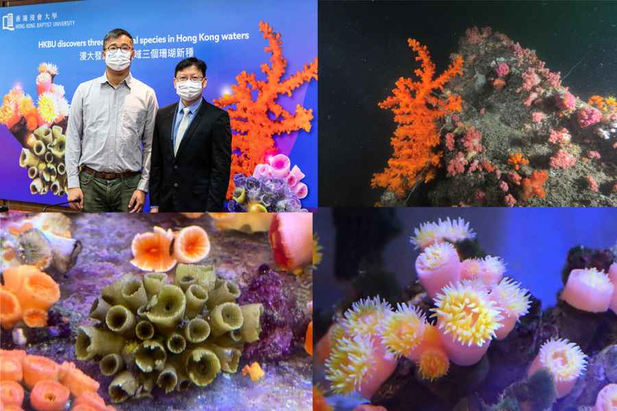 浸大團隊意外發現三個珊瑚新物種 屬20年來首次
