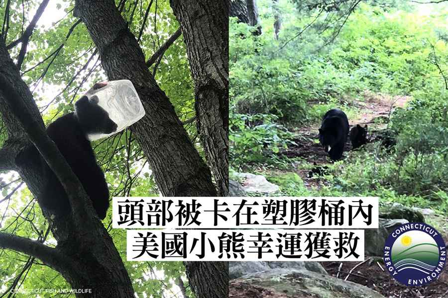 頭部被卡在塑膠桶內 美國小熊幸運獲救