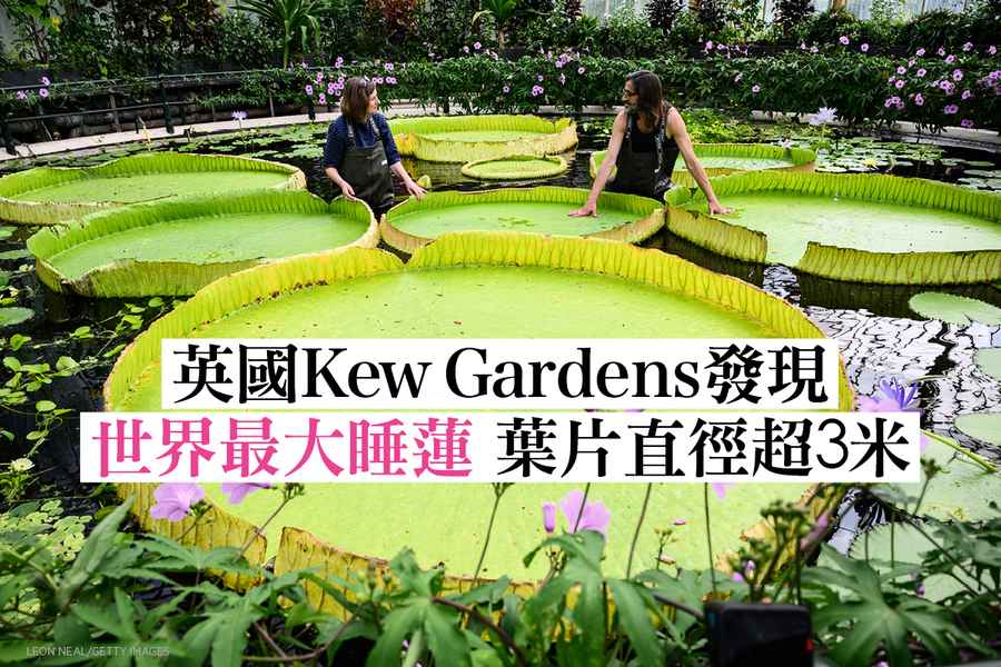 英國Kew Gardens發現世界最大睡蓮 葉片直徑超3米
