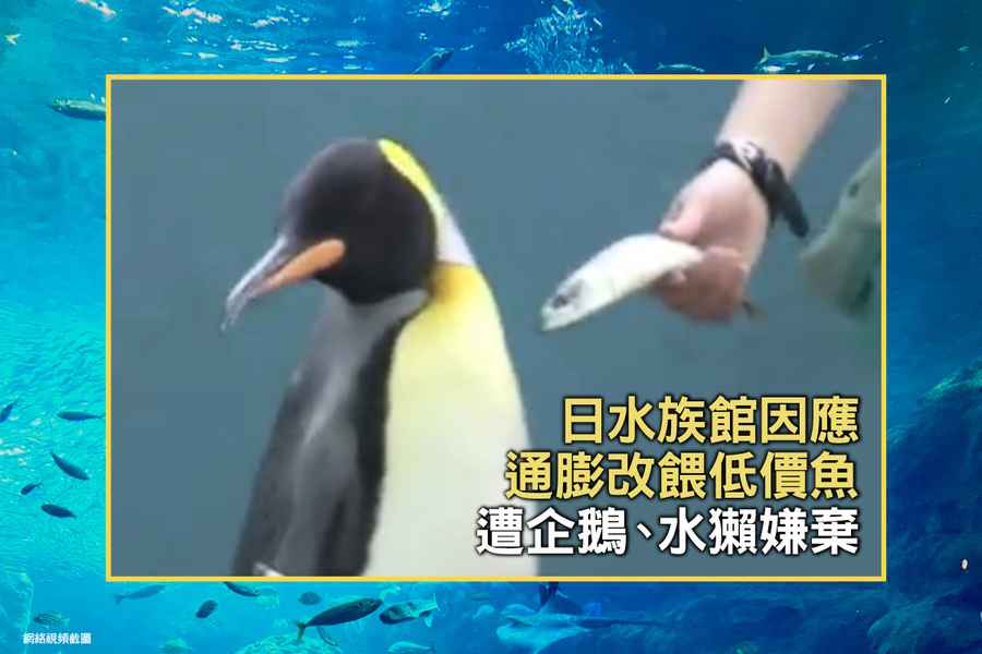 日水族館因應通脹改餵低價魚 遭企鵝、水獺嫌棄（影片）