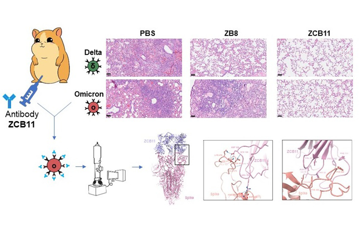 抗體ZCB11（右）可保護敘利亞倉鼠的肺部免受Omicron和Delta病毒變異株的感染與損傷。冷凍電鏡結構分析揭示了ZCB11和Omicron S蛋白的結合模式。（科大網頁圖片）