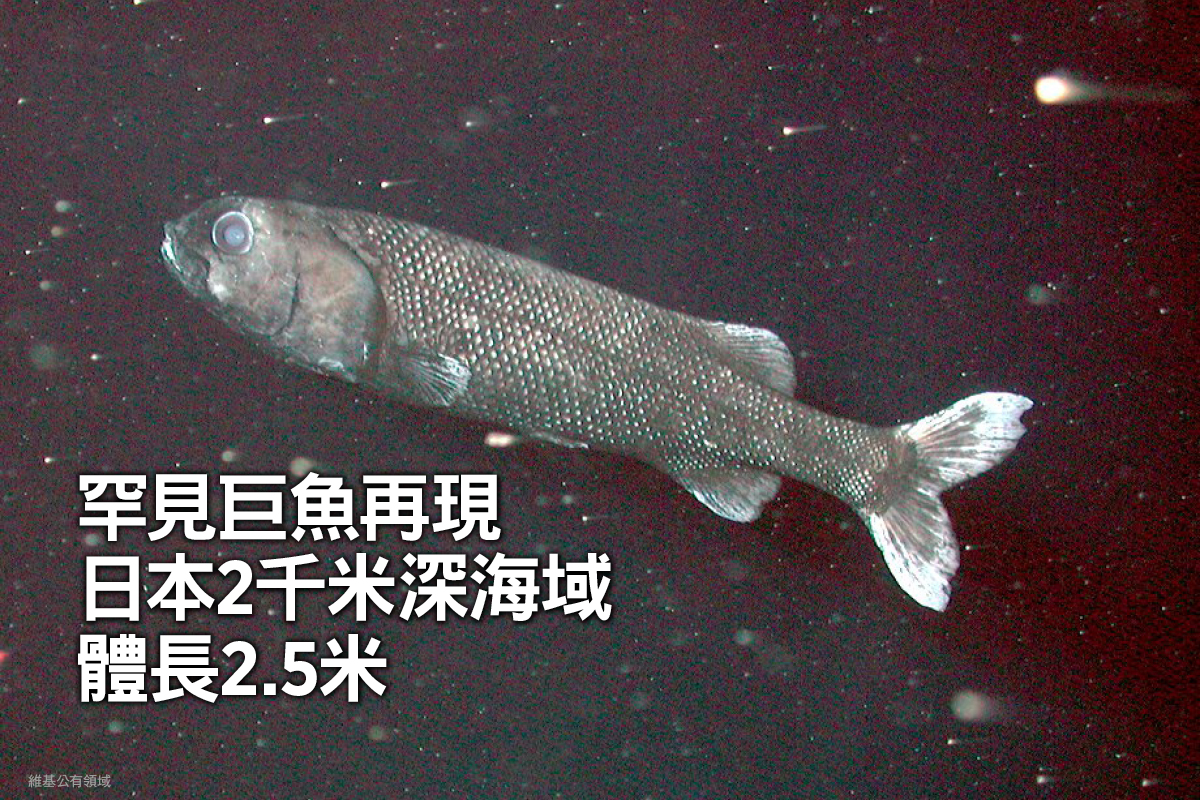 日本科研人員繼去年發現一種前所未見的巨型深海怪魚後，近日再次拍到該種深海巨魚的畫面，這種深海魚在分類學上屬於輻鰭魚綱黑頭魚目（圖）。（維基公有領域）
