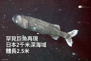 罕見巨魚再現日本2千米深海域 體長2.5米