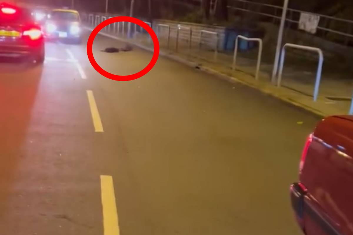 黑色唐狗「阿B」被撞倒後躺在的士後方約50米位置。（網上影片截圖）