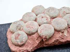 印度發現第一個罕見恐龍蛋中蛋化石