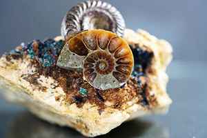 日本11歲男童 拾獲珍貴菊石化石 距今4億年