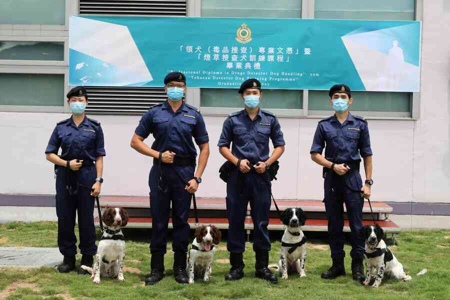 海關成立首支煙草搜查犬隊  由4隻1歲史賓格跳犬擔當