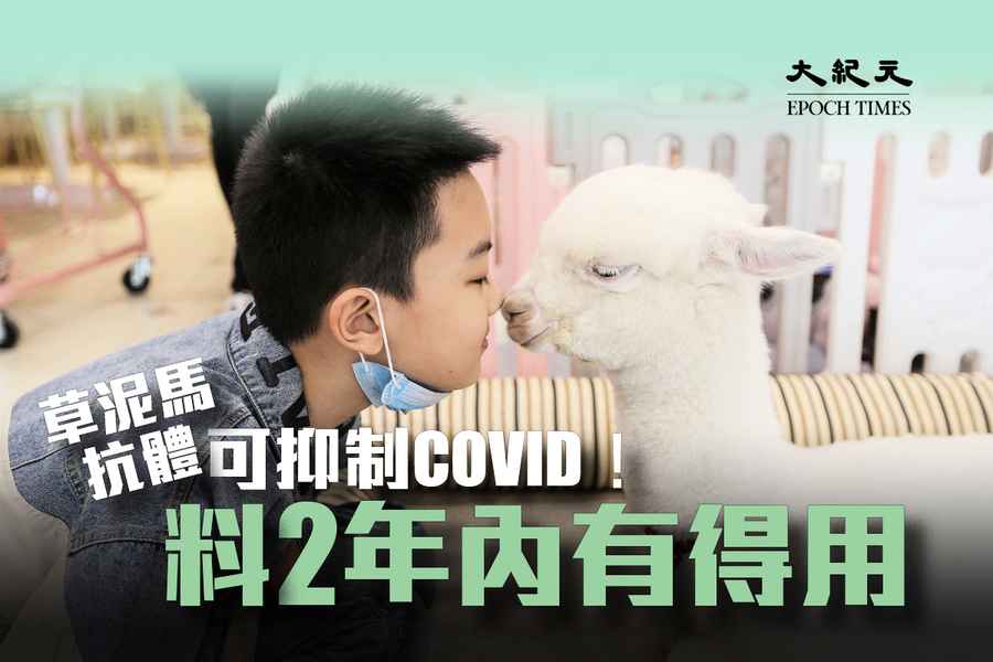 重大發現：羊駝抗體可有效抑制COVID變種病毒