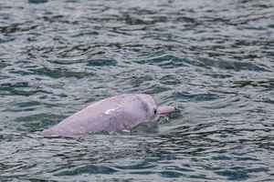 跨境高速船停航 中華白海豚出沒率回升 