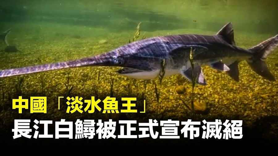 中國「淡水魚王」長江白鱘被正式宣布滅絕