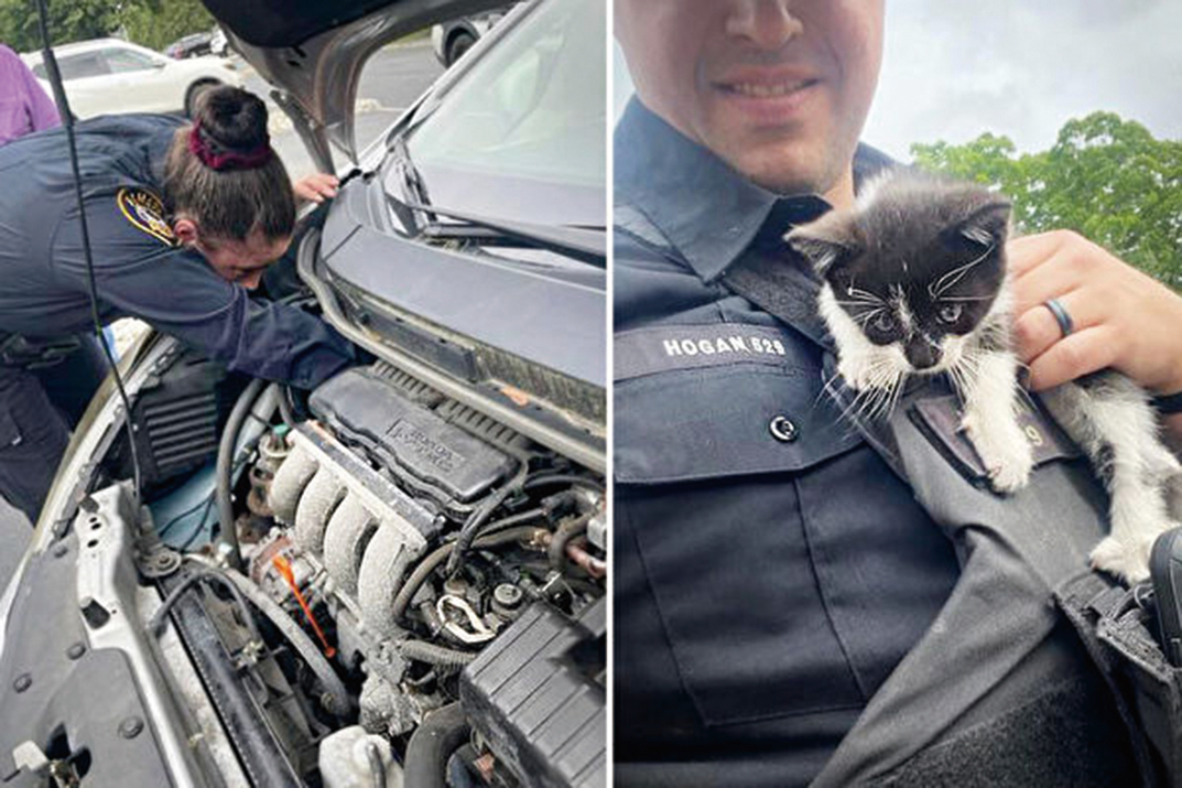 紐約州警察合力營救一隻被卡在汽車引擎蓋裏的小奶貓。（拉馬波鎮警察局提供）