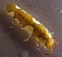 科學發現：一種海洋甲殼動物可像蜜蜂那樣為海藻「授粉」