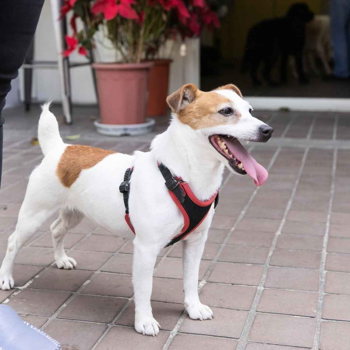 搜救犬「樂樂」。（台灣總統蔡英文Facebook）
