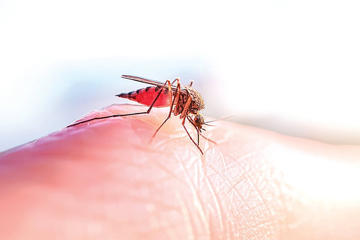 瘧疾是一種由受感染的雌性瘧蚊傳播的傳染病，雌性瘧蚊叮咬了瘧疾患者後受到感染，然後叮咬另一人時把瘧疾傳播開去。（Shutterstock）