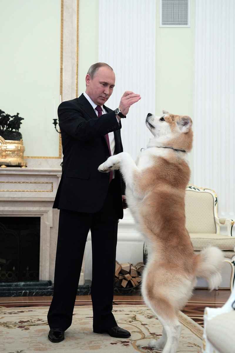 2012年，日本首相安倍晉三將日本國寶秋田犬「Yume」贈予普京。（ALEXEY DRUZHININ / SPUTNIK / AFP）