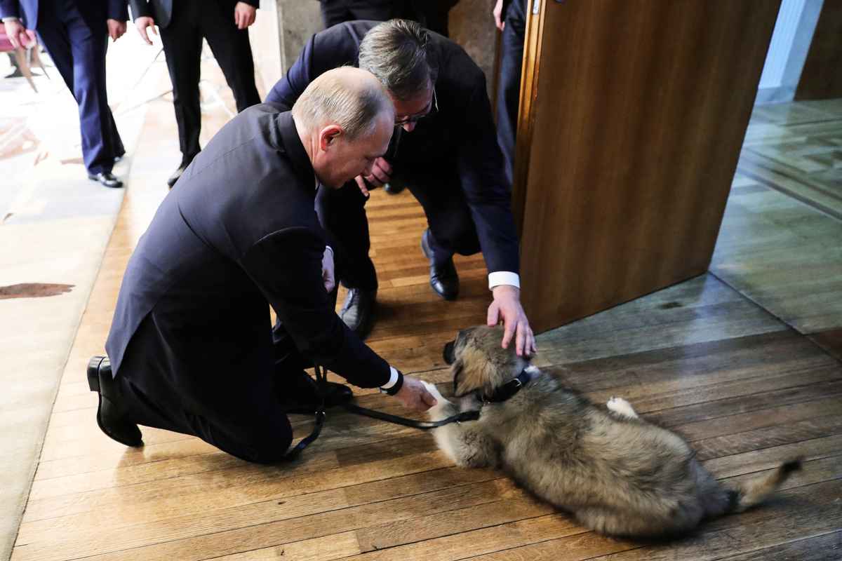 2019年1月，普京出訪塞爾維亞時獲贈Pasha，成為普京的第5隻狗。（Mikhail KLIMENTYEV / SPUTNIK / AFP）
