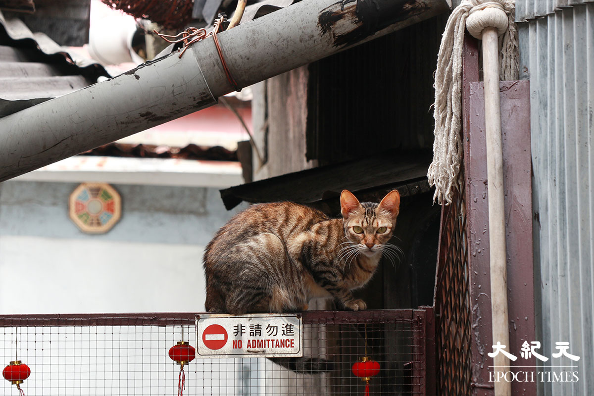 茶果嶺村內的貓咪。資料圖片。（林哲／大紀元）