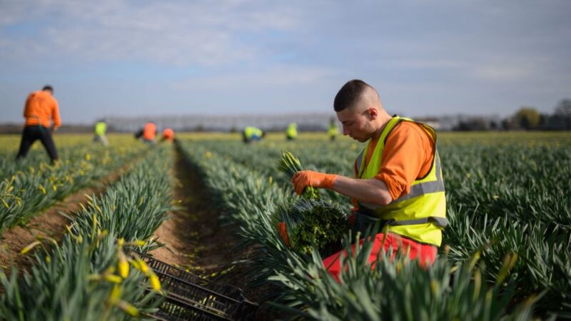 3月15日，在英格蘭東部霍爾比奇 附近的Taylors Bulbs 農場， 來自羅 馬尼亞的移民工人將收穫的水仙花打 包，運往冷庫。（AFP）