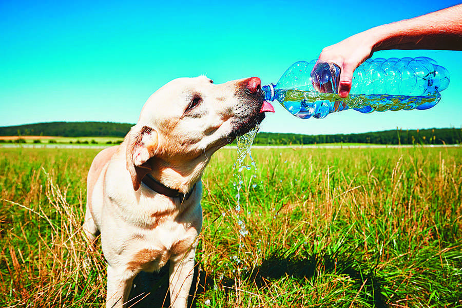 別讓小狗喝太多水 當心水中毒