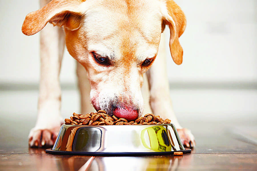 人吃寵物的食物 會生病嗎？ 專家這麼說