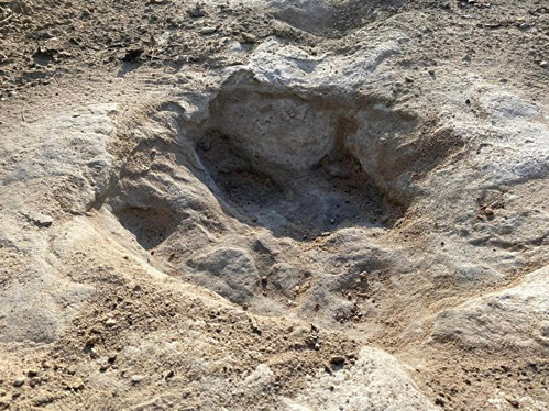 河道乾涸 美德州驚現1億年前恐龍足跡