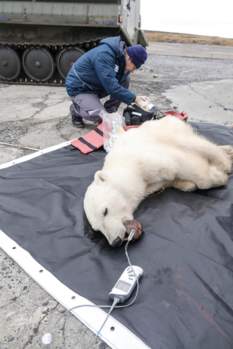 舌頭卡垃圾罐中 北極熊可憐兮兮求助於人類