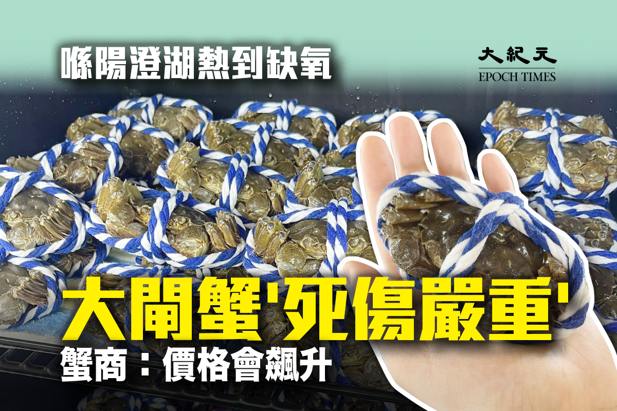 被稱為「中國河蟹第一市」的江蘇興化的蟹農初步估計，今年損失至少兩千多隻。大閘蟹減產也導致其價格暴漲。（大紀元製圖）