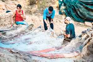 葡萄牙出土25米長恐龍遺骸 或為歐洲最大